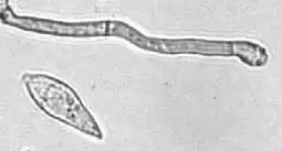 Um conídio e uma célula conidiogénica de M. grisea