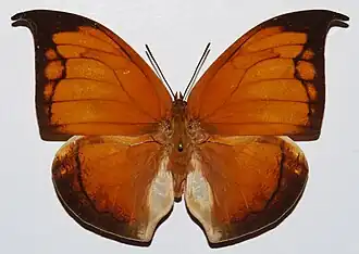 Coenophlebia archidona (ex Anaea archidona), vista superior. Embaixo, suas asas exibem uma camuflagem imitando as nervuras esqueléticas de uma folha velha. A fêmea é geralmente maior que o macho e suas cores, mais atenuadas, formam um padrão menos preciso.[3] Pertencem à tribo Anaeini, com o maior numero de gêneros dentre os Charaxinae.[4]