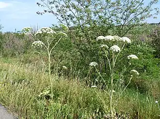 Magydaris pastinacea