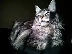 picture of a Maine Coon black silver tabby