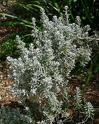 Maireana sedifolia