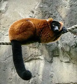 Red Ruffed Lemur lying on a rope, resting head on overlapping hands