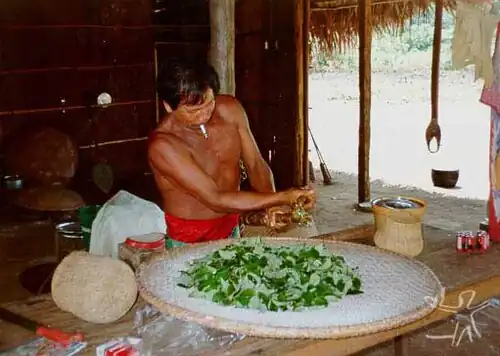 Indígena Hupdá preparando ipadu.
