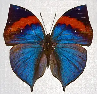 A borboleta-folha Kallima paralekta, do sudeste asiático.[1] Em muitas espécies de borboletas-folha, incluindo os Anaeini centro e sul-americanos, a padronagem superior das asas é vistosa.