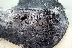 Vista superior de uma arraia nadando logo abaixo da superfície em águas muito rasas próximas a uma praia