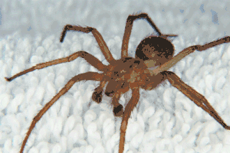 Macho de Tegenaria agrestis.