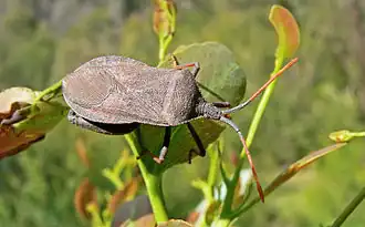 Amorbus rubiginosus, Macho