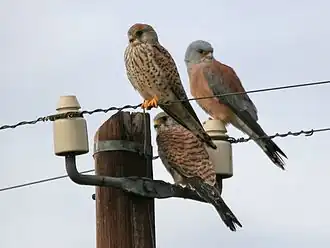 Macho (dir.) e duas fêmeas