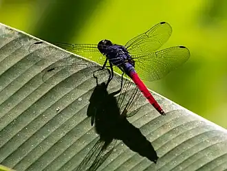 Erythemis peruviana (Rambur, 1842)