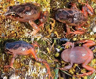 Holótipo da espécie visto de vários ângulos.