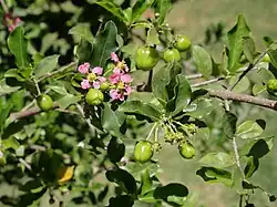 Flores e frutos de acerola (Malpighia glabra).