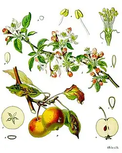 Malus domestica Borkh.