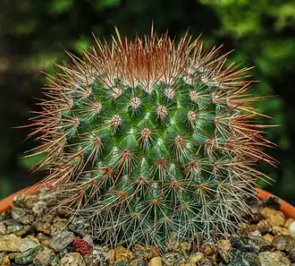 M. spinosissima var. 'rubrispina'