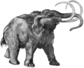 Mamute (Mammuthus primigenius), um proboscídeo