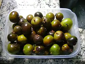 Mouriri pusa (Mandapuça)