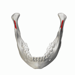 Posição da incisura mandibular na mandíbula, mostrada em vermelho.