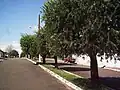 Detalhe de uma, das muitas ruas arborizadas