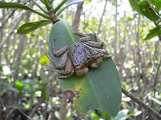 Espécime avistado em Homestead, na Flórida, nos Estados Unidos