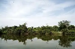 File:Manguezal de Maricá.jpg