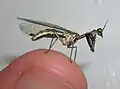 Mantispidae na ponta de um dedo humano.
