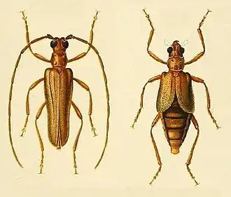 Mantitheus pekinensis