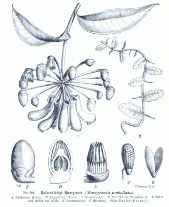 Marcgravia umbellata