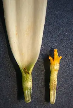 Flores individuais (flor marginal branca e flor do disco amarela).