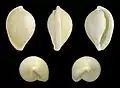 Cinco vistas da concha de Margovula marginata (G. B. Sowerby I, 1828)[17]; espécime vindo das ilhas Pescadores, Taiwan, e pertencente à subfamília Eocypraeinae.[3]