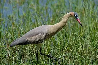 Syrigma sibilatrix no Uruguai