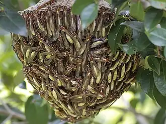 Ninho de Apoica gelida