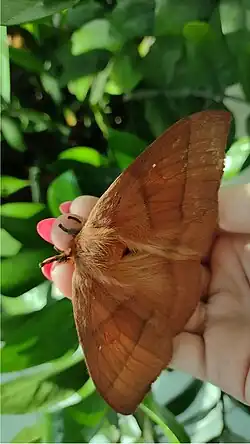 Mariposa-Marte em Fortaleza, Ceará, Brasi