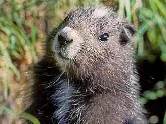 Marmota Vascouverensis