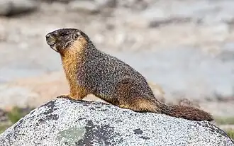 Marmota-de-barriga-amarela em Tuolumne Meadows, Parque Nacional de Yosemite