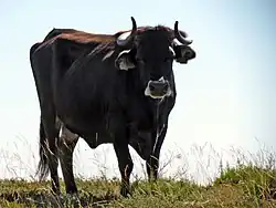 vaca maronesa