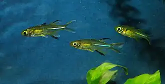 Marosatherina ladigesi