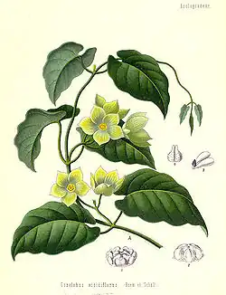 Marsdenia condurango (folhas e flores).