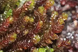 Marsupella emarginata.