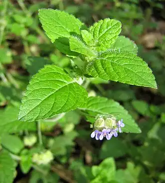 Marsypianthes chamaedrys
