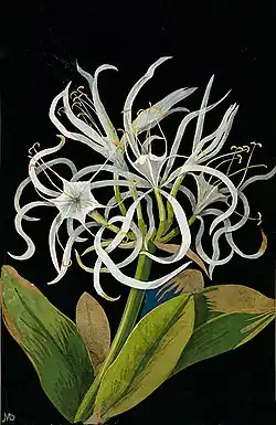Pancratium maritimum L. - colagem por Mary Delany