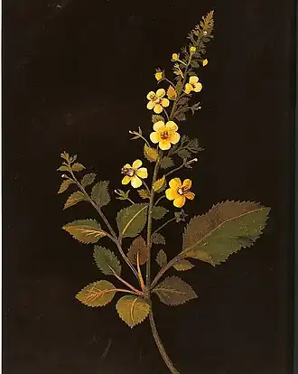 Colagem por Mary Delany