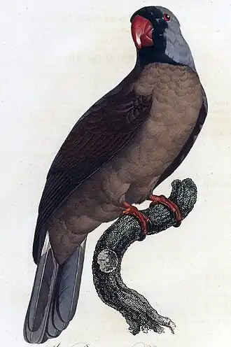 Ilustração por Jacques Barraband (1801)