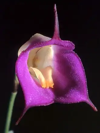 Masdevallia uniflora (Typus)