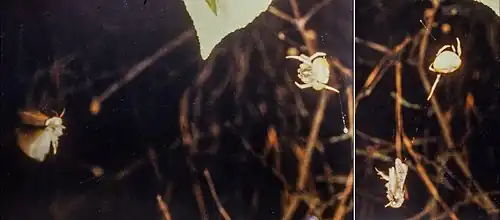 Aranha Mastophora segurando suas bolas com uma perna, atraindo e capturando uma mariposa macho