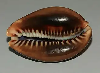 Vista inferior de uma concha de M. mauritiana (Linnaeus, 1758), com o seu ápice para a direita e o seu canal sifonal para a esquerda.