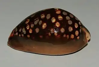 Vista lateral de uma concha de M. mauritiana (Linnaeus, 1758), com o seu ápice para a direita e o seu canal sifonal para a esquerda.