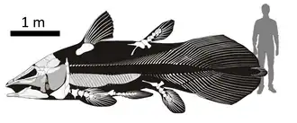 Tamanho estimado de Mawsonia gigas