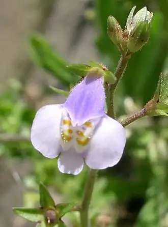 Mazus pumilus
