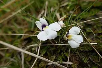 Mazus radicans