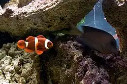 Peixe-palhaço de espinhos (Premnas biaculeatus), única espécie que pertence ao gênero Premnas.