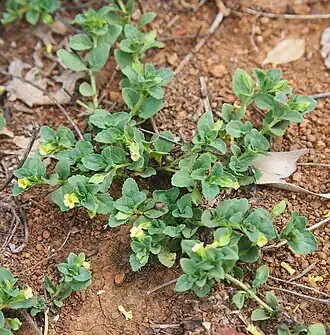 Mecardonia procumbens